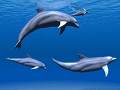 DAUPHIN